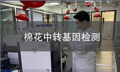 棉花中轉(zhuǎn)基因檢測